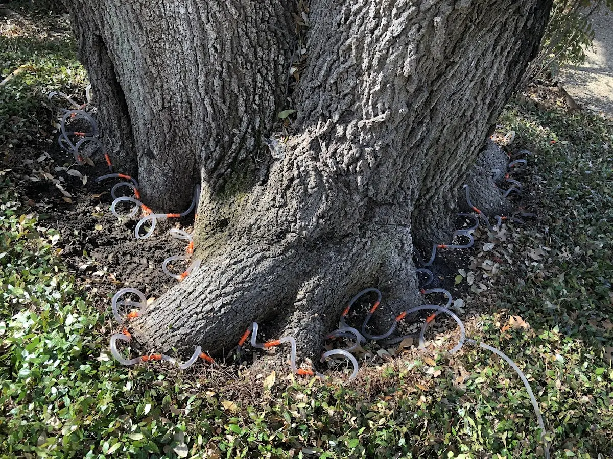 Detailed Tree Cabling and Bracing job site in Proctorville
