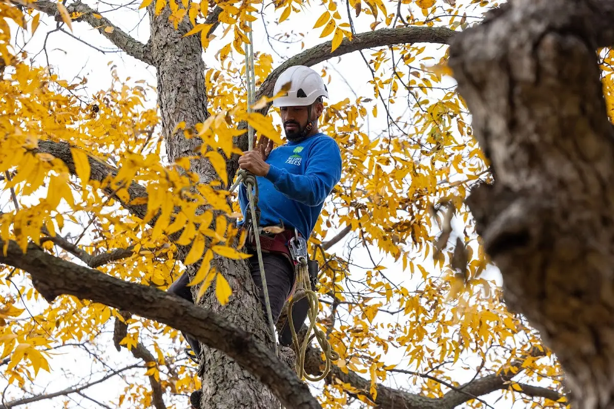 Skilled Tree Planing crew working in Proctorville