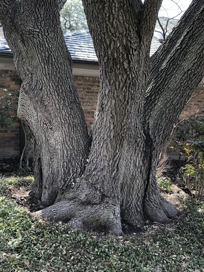 Mature heritage tree close to a Proctorville property cared for by certified arborists